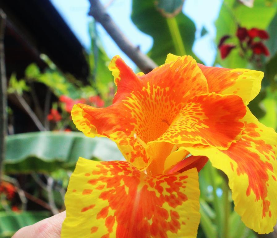 Mahogany Cottage Gili Meno Εξωτερικό φωτογραφία